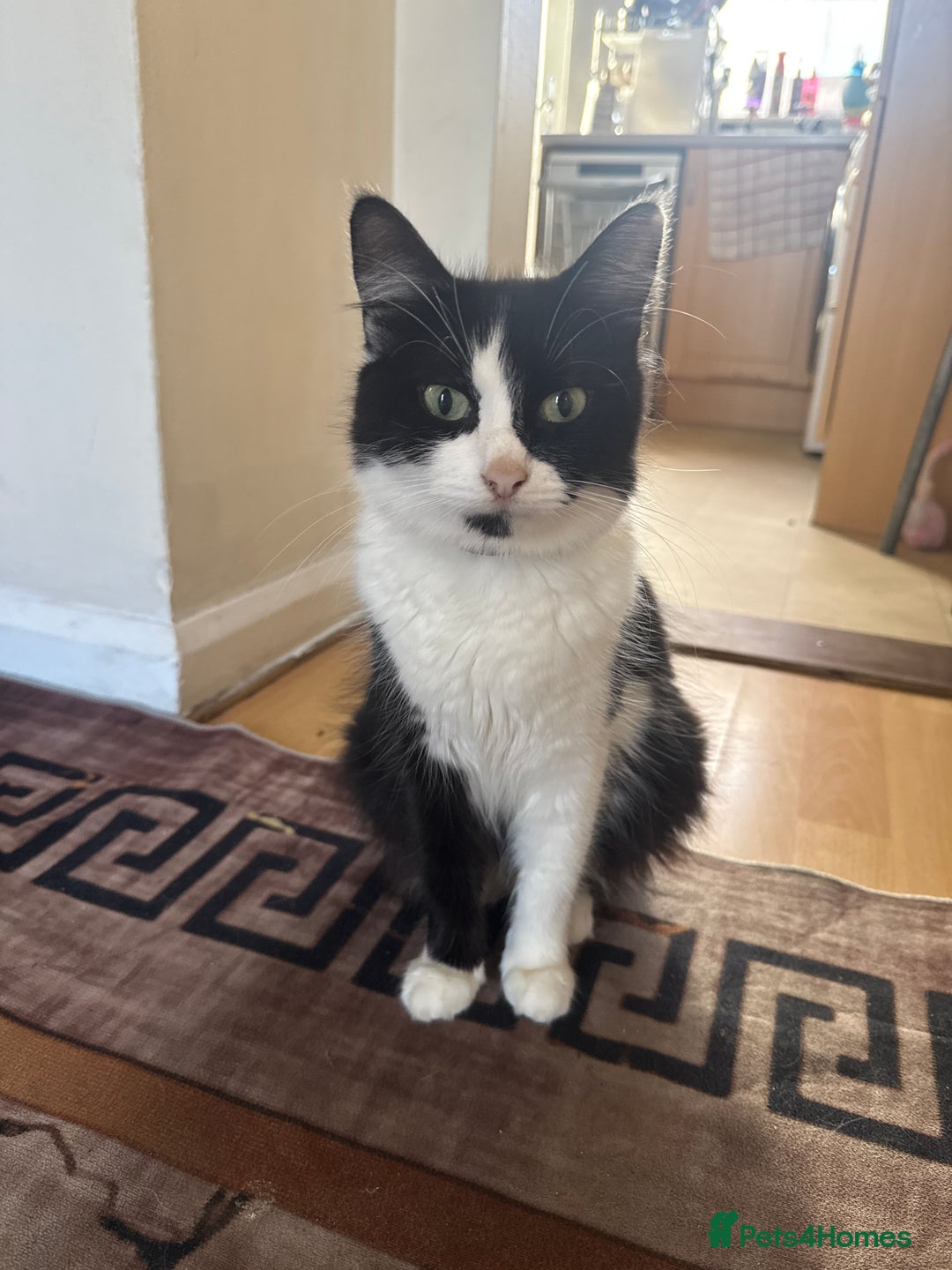 Mixed Breed cats for sale: 4 kittens for sale - Image 8