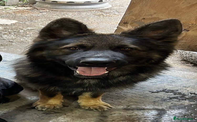 German Shepherd dogs - Advert 1
