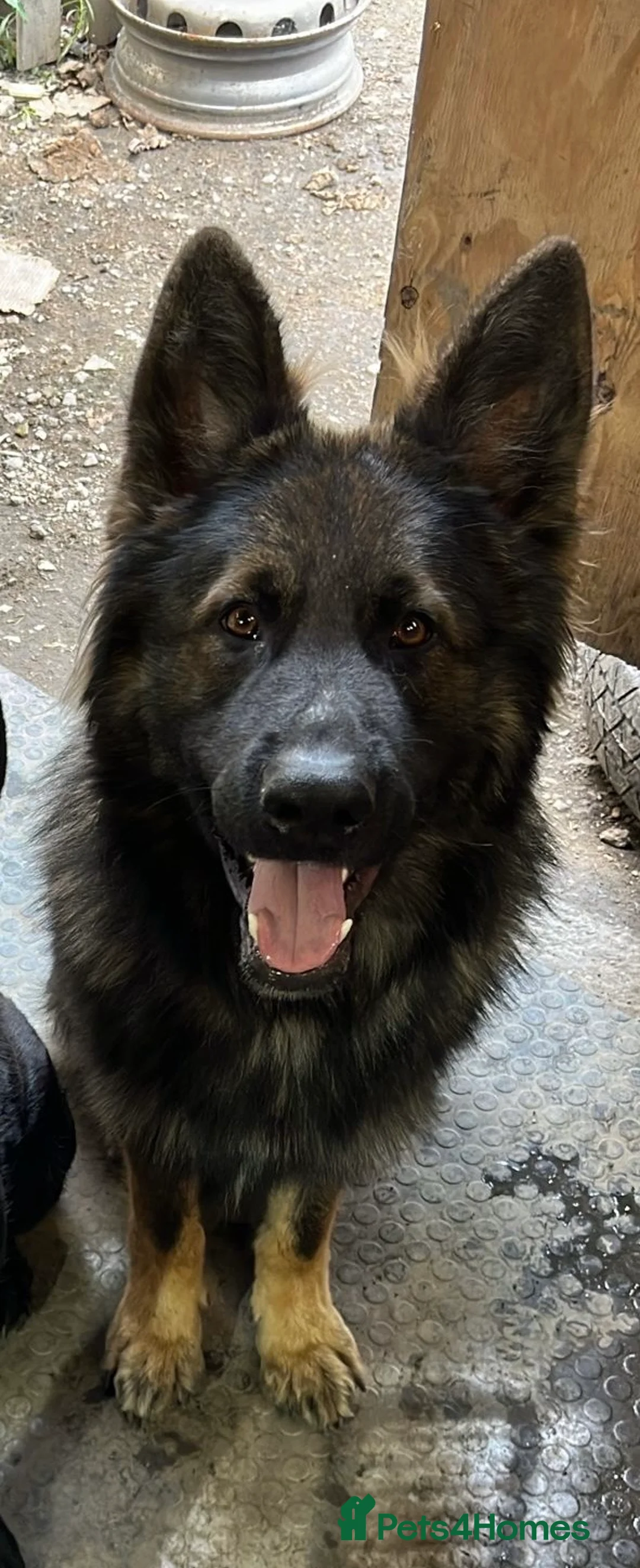 German Shepherd dogs for stud: German shepherd stud - Advert 2