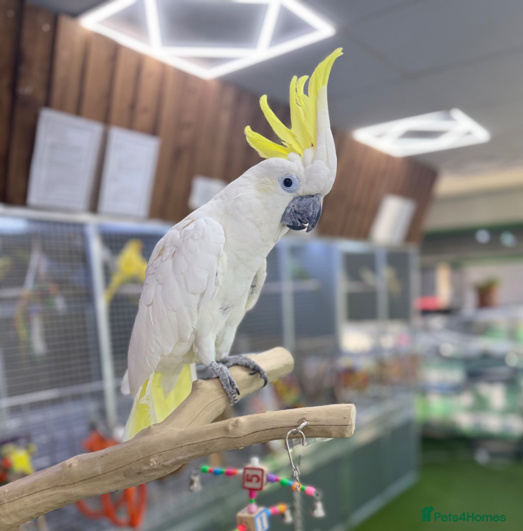 Cockatoo birds Sulphur crested Cockatoo  - Advert 4