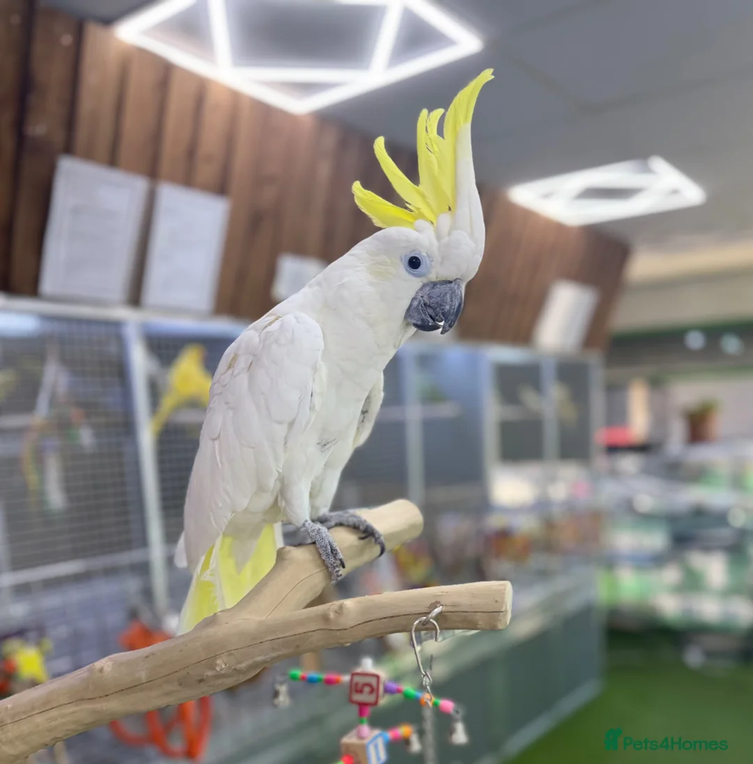 Cockatoo birds for sale: Sulphur crested Cockatoo  - Advert 1