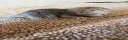 British Shorthair cats for sale: Silver snow British shorthair  - Advert 7