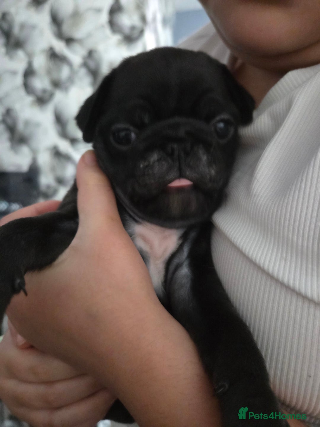Pug dogs for sale: Beautiful chunky pure pug puppies!! - Advert 5