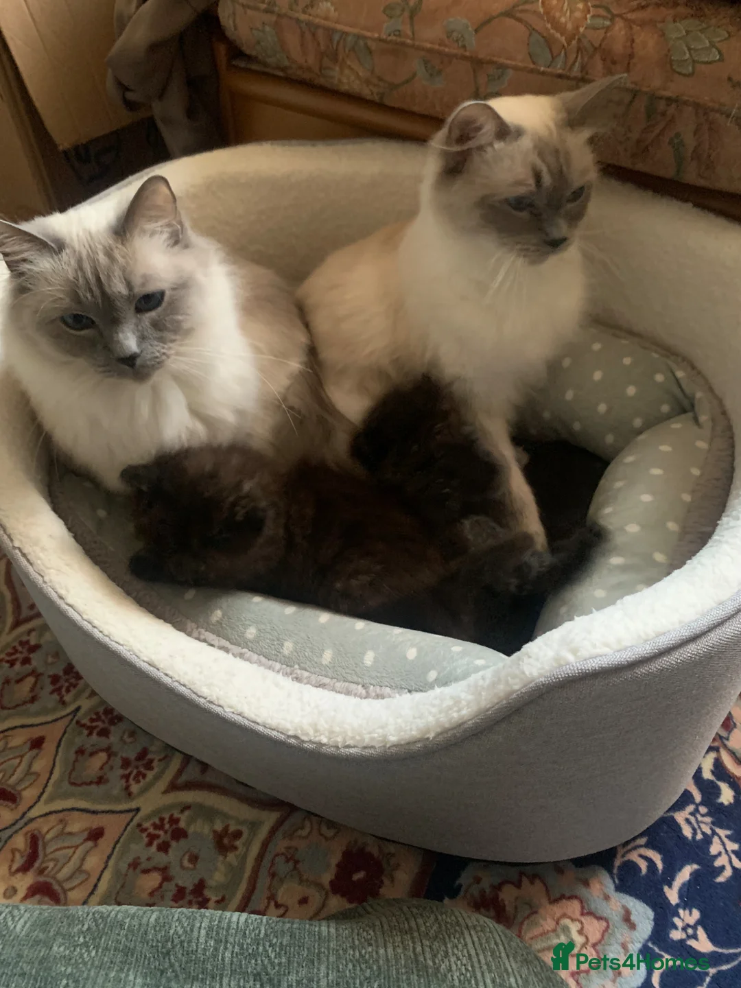 Domestic Shorthair cats for adoption: Ragdoll and kittens adoption  in Manchester - Advert 2