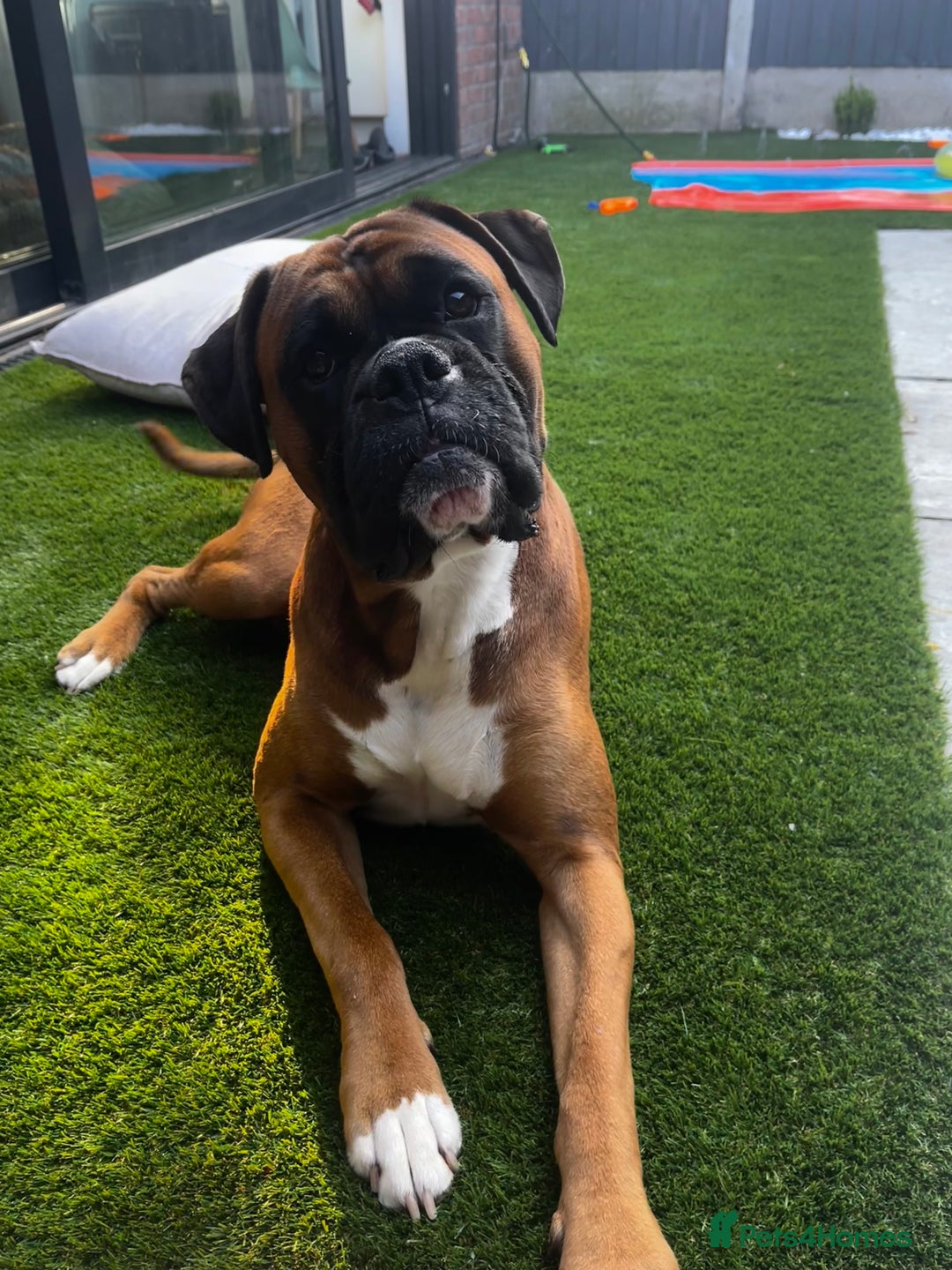 Boxer dogs for stud: Boxer Stud - Image 3