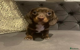 Miniature Dachshund dogs for stud: Chocolate & Tan (carries long) Stud in Dalry - Image 15