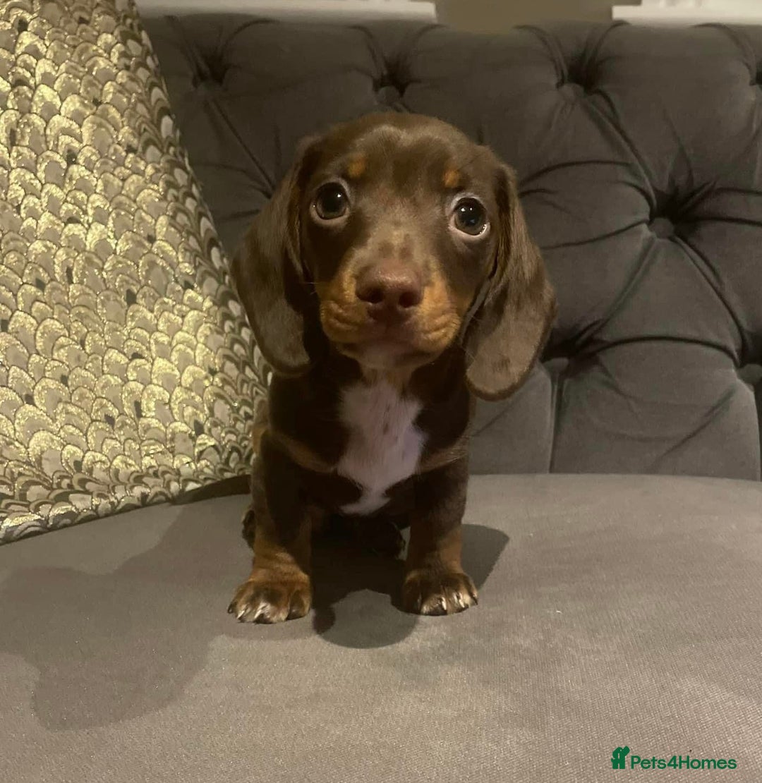 Miniature Dachshund dogs for stud: Chocolate & Tan (carries long) Stud in Dalry - Image 15