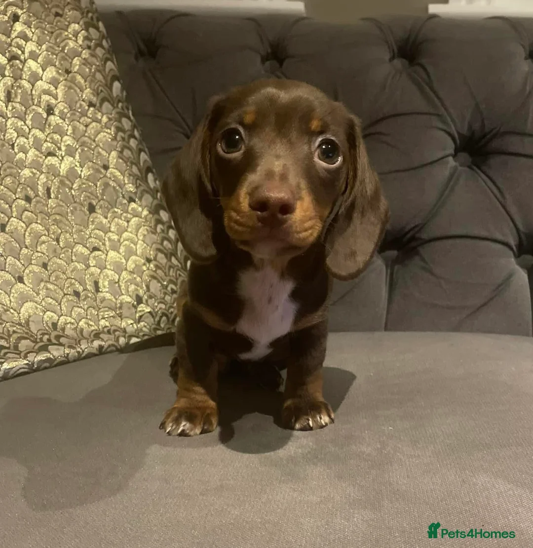 Miniature Dachshund dogs for stud: Chocolate & Tan (carries long) Stud in Dalry - Advert 15