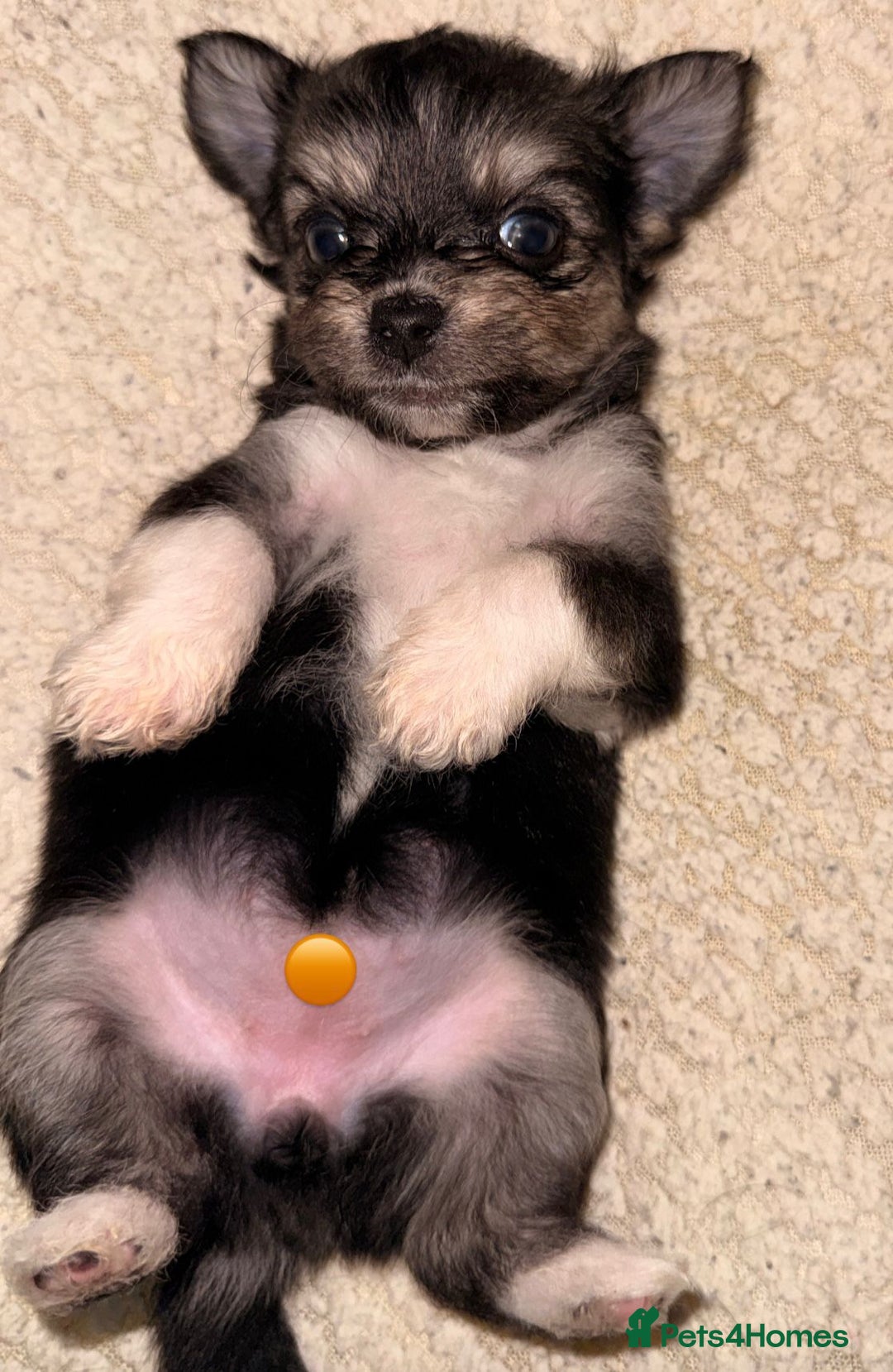 Mixed Breed dogs for sale: Five healthy puppies looking for a living home!  - Advert 13