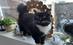 Mixed Breed cats for sale: Beautiful long haired brown & white female cat - Advert 1