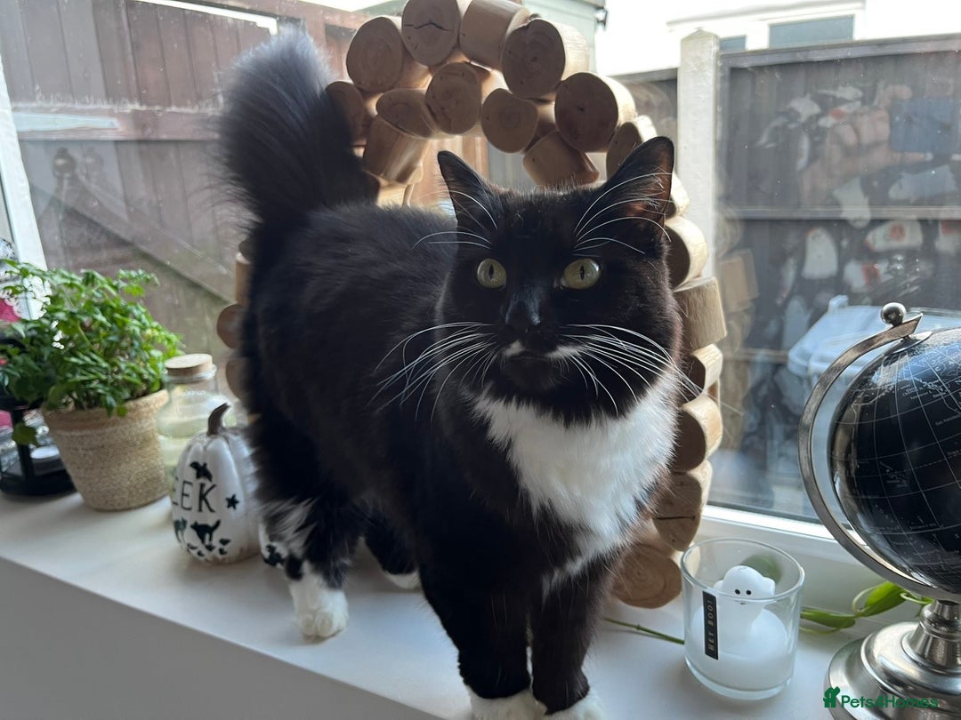 Mixed Breed cats for sale: Beautiful long haired brown & white female cat - Advert 1