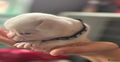 Pug dogs - Advert 2
