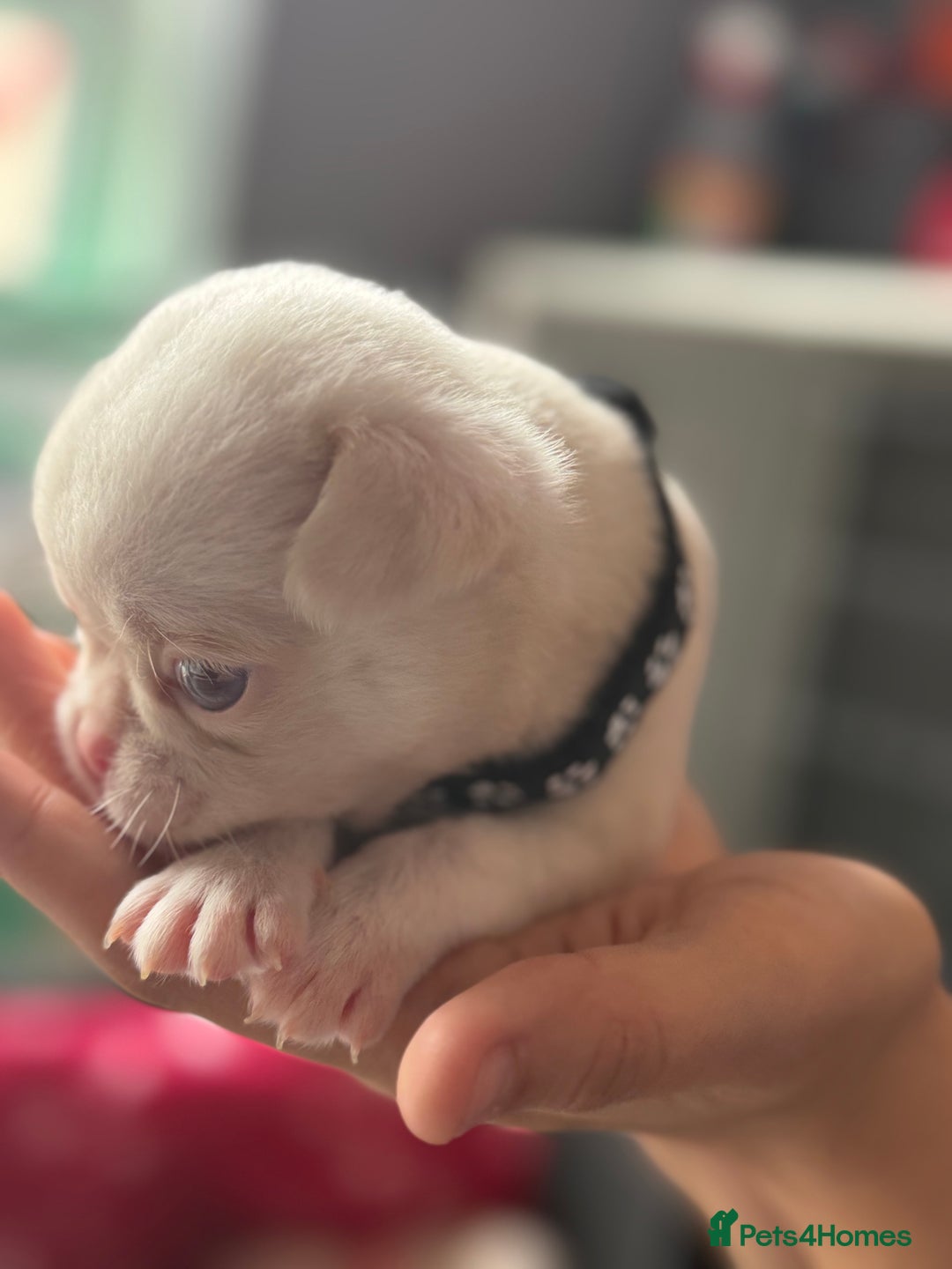 Pug dogs for sale: 7 boys ready to go next week!!!🩵 - Image 14