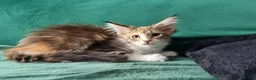 Maine Coon cats for sale: Maine Coon kittens  - Advert 16