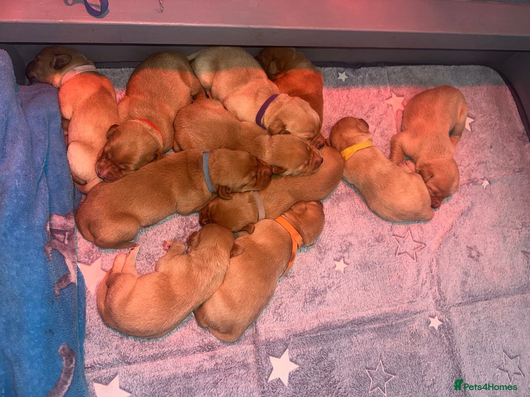 Labrador Retriever dogs for sale: KC Labrador puppies  in Morpeth - Image 3
