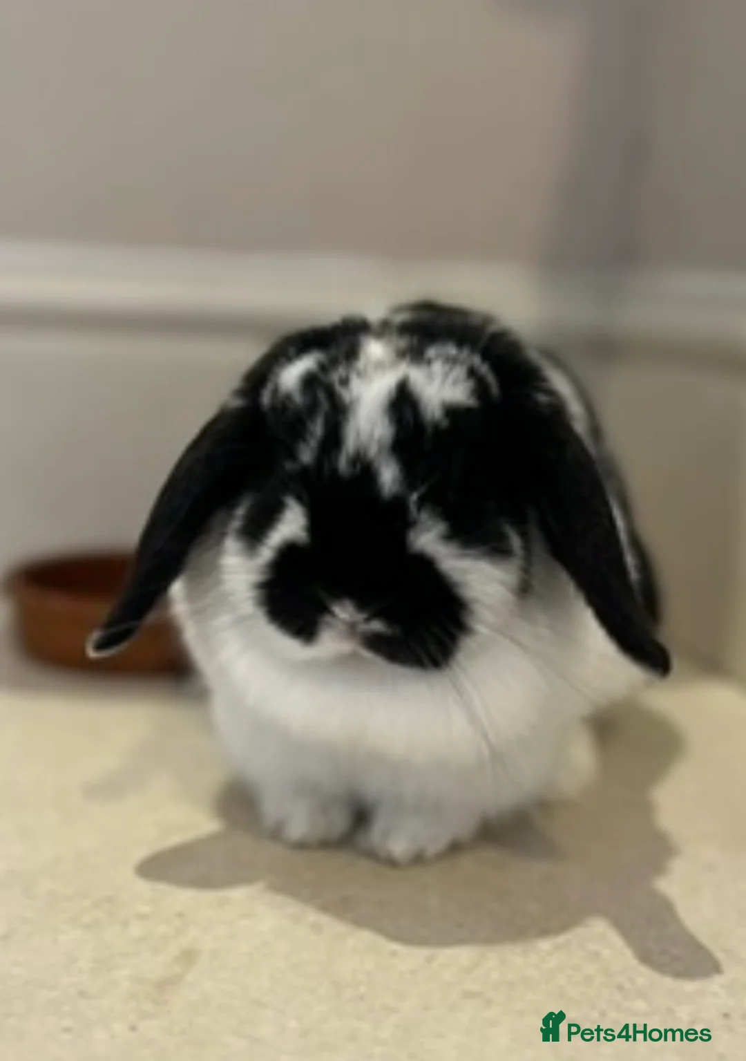 Mini Lop rabbits for sale: Gentle and Calm Mini Lop Female in Stroud - Advert 2