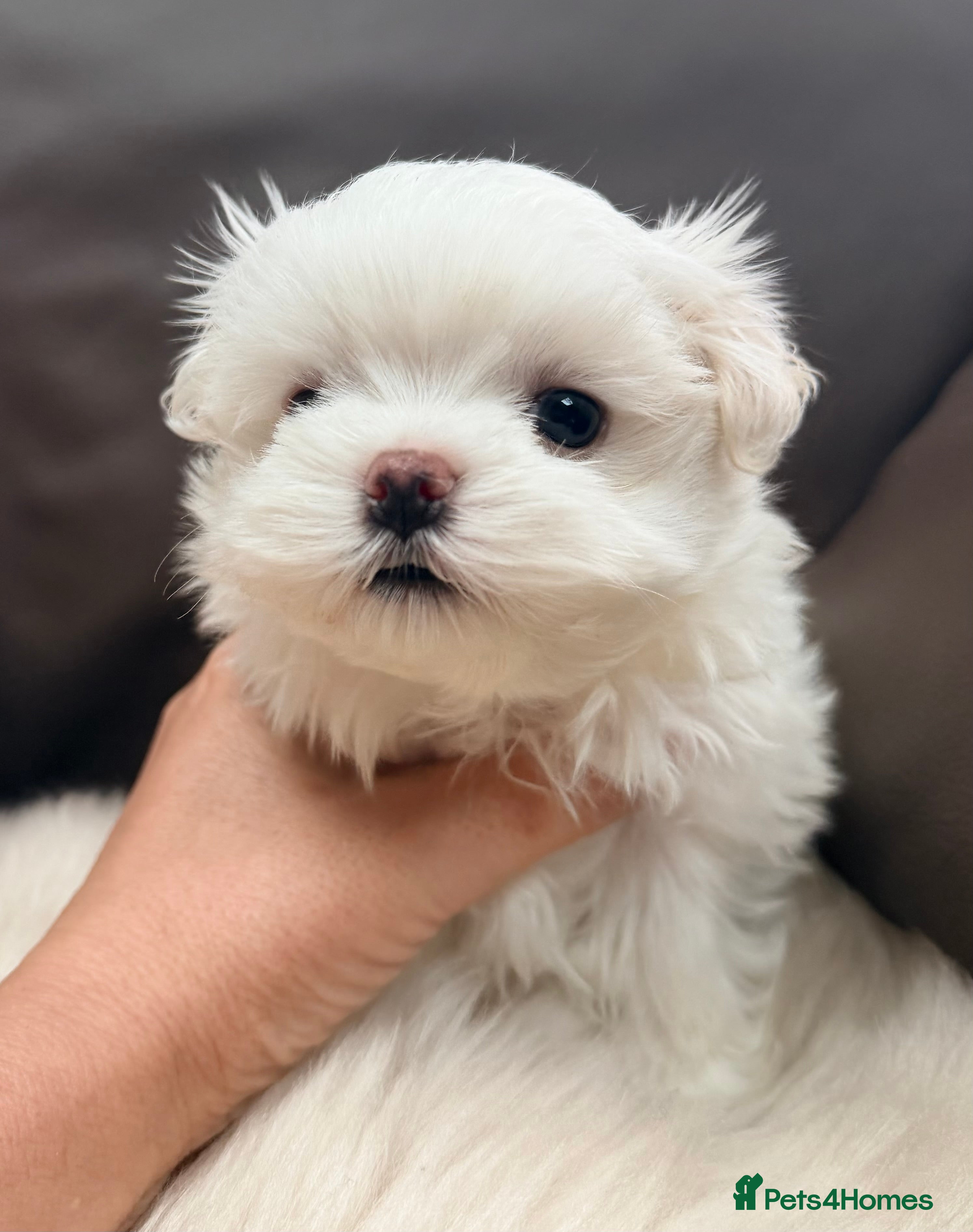 Maltese dogs Bambelina Full Korean Bloodline Maltese - Advert 13