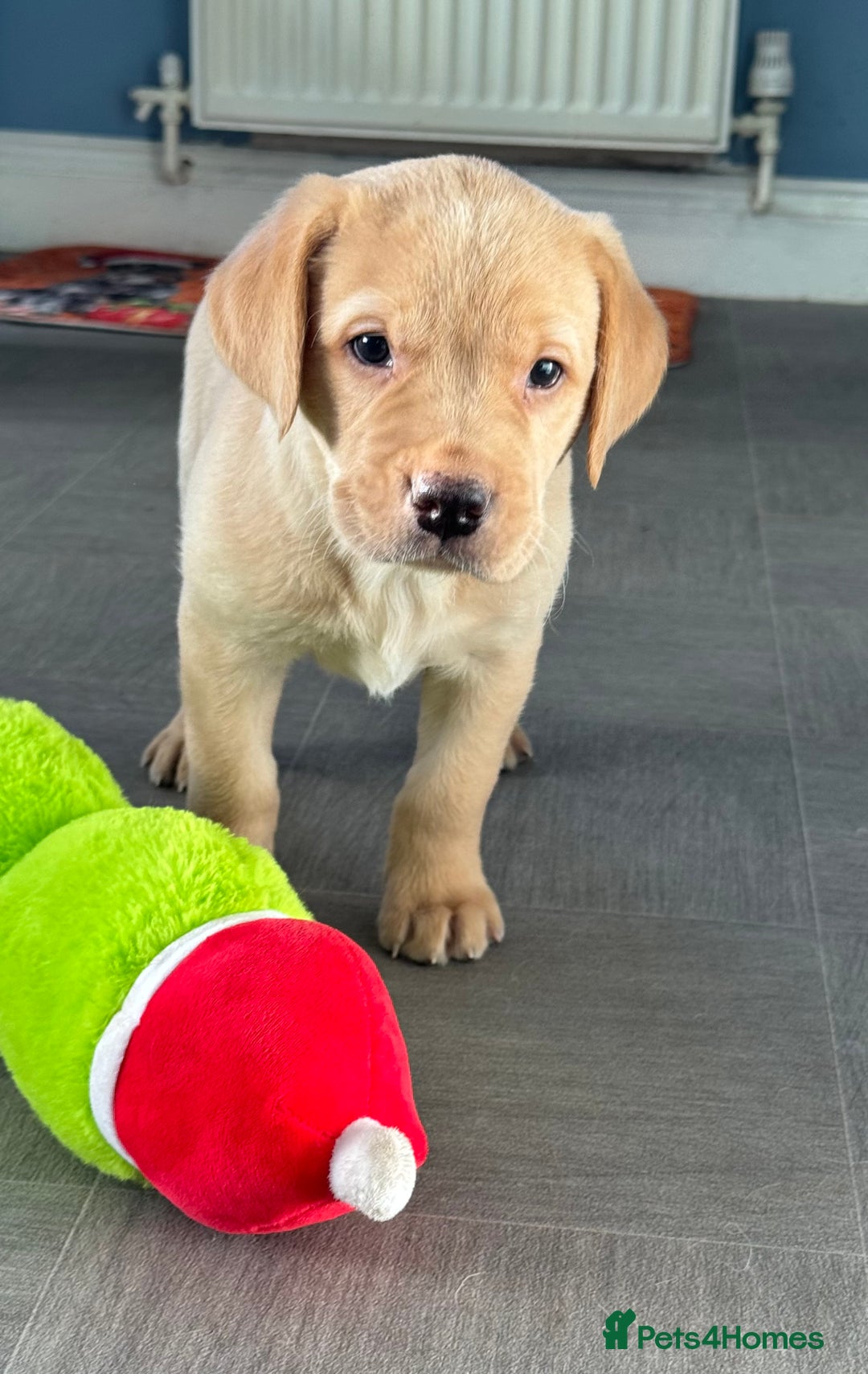 Labrador Retriever dogs for sale: Amazing KC Labradors fully health tested parents  - Advert 10