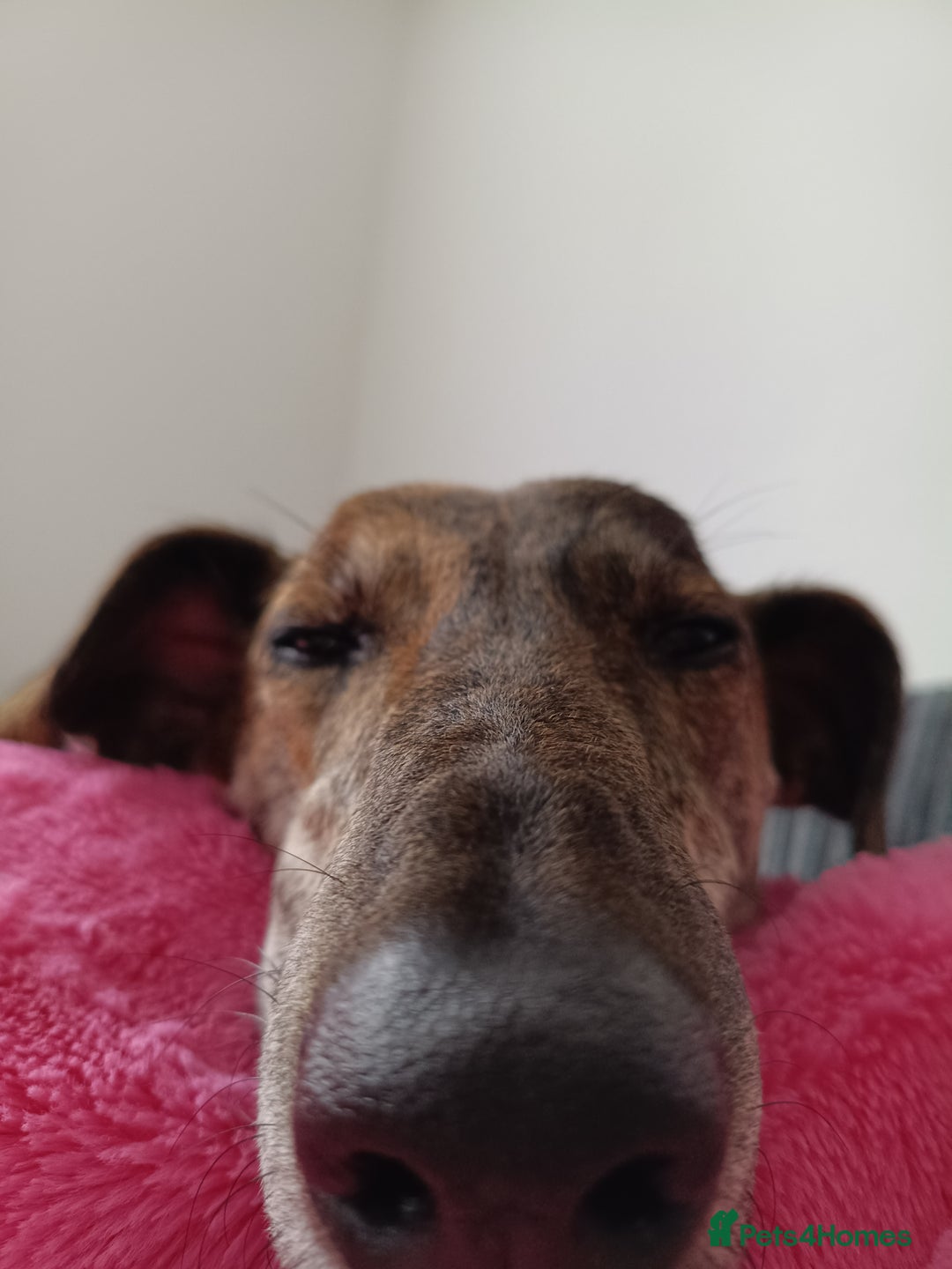 Greyhound dogs for sale: Beautiful Greyhound ready for new chapter - Advert 4