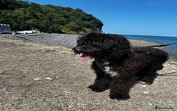 Bernedoodle dogs for sale: Jamie - Image 6