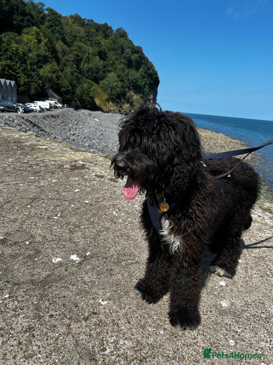 Bernedoodle dogs for sale: Jamie - Image 6