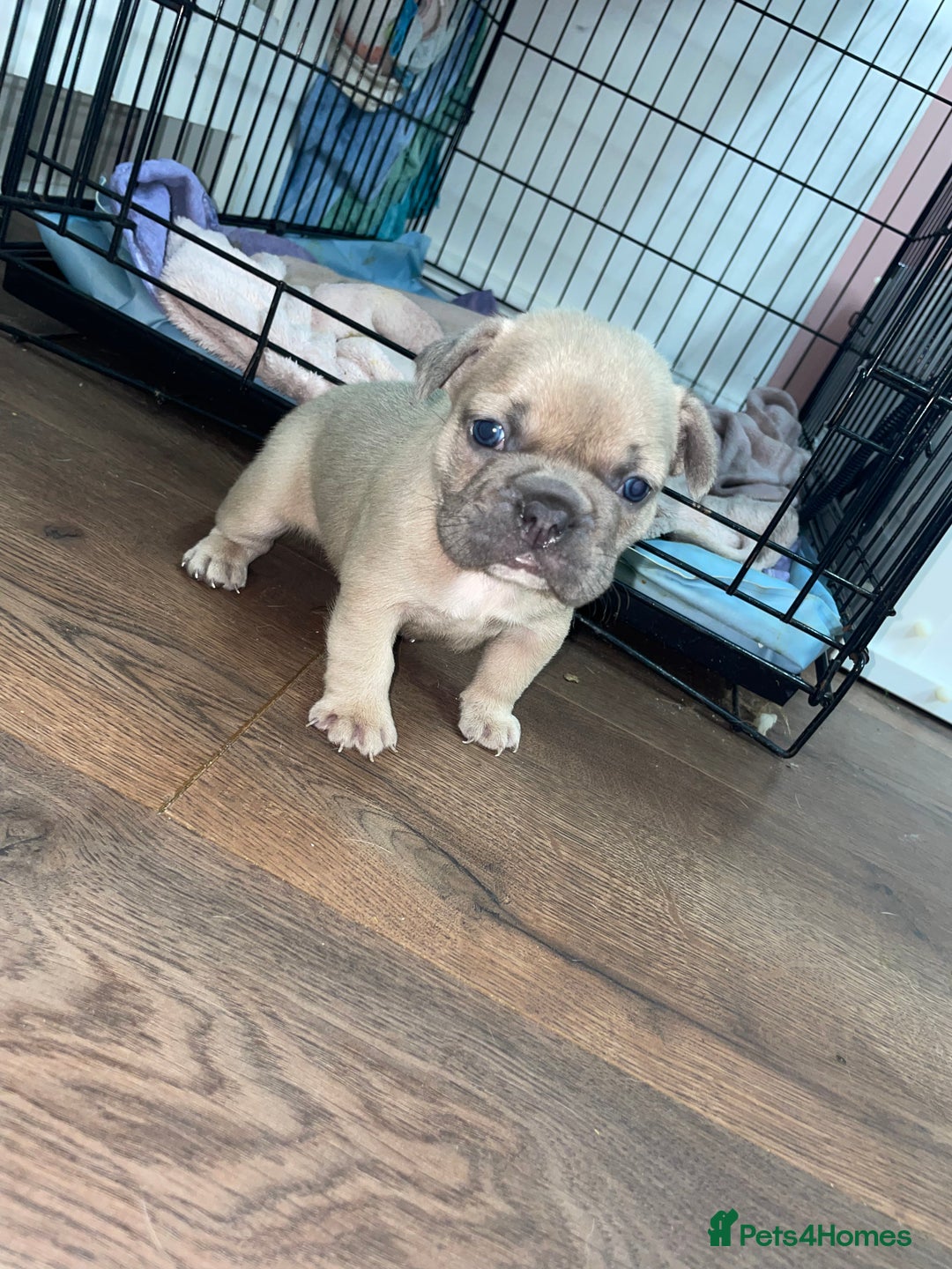 French Bulldog dogs for sale: Brindle & Fawn French Bulldog Puppies - Image 17