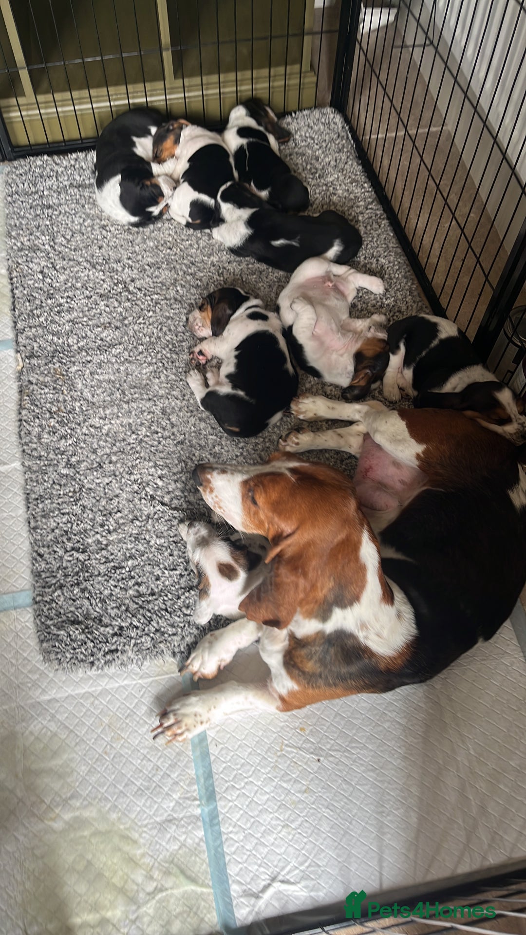 Basset Hound dogs for sale: Beautiful Basset Hound puppies - Image 10