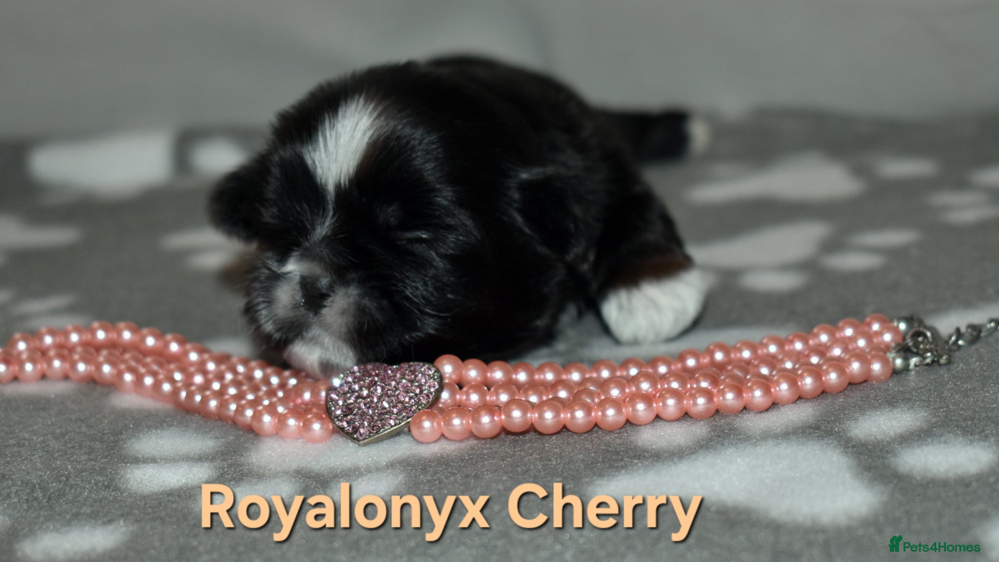 Shih Tzu dogs Shih tzu puppies imperial line  - Advert 2