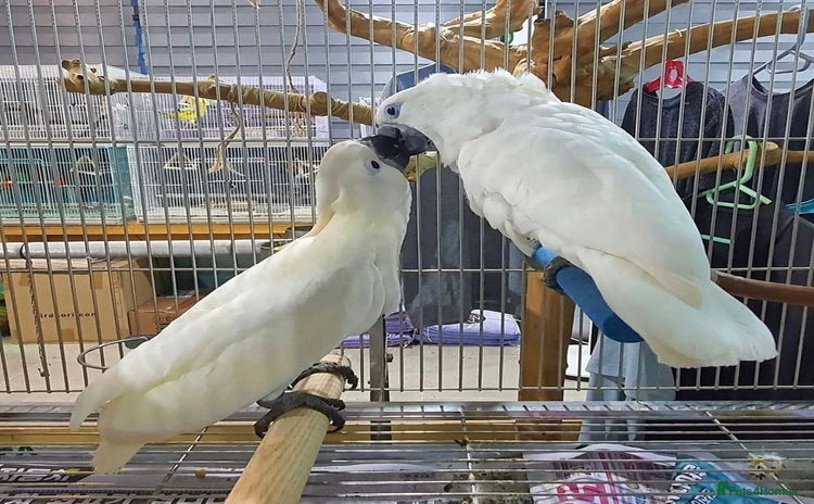 Cockatoo birds - Advert 1