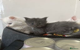 Maine Coon cats for sale: MAINE COON KITTENS SOME POLYDACTYL  - Image 5