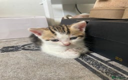 Domestic Shorthair cats for sale: Adorable 4-week-old kittens ready to reserve - Image 2