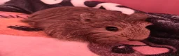 Guinea Pig rodents for sale: Baby guinea pigs - Advert 4