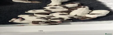 English Springer Spaniel 2