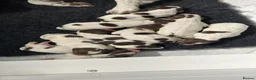English Springer Spaniel dogs for sale: Exceptional English Springer Spaniel - Advert 3