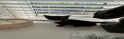 Mixed Breed cats for sale: 5 beautiful kittens  - Advert 21