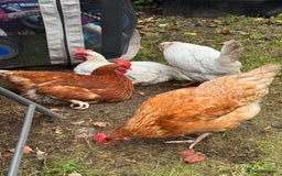 Chickens poultry for sale: x 8 Egg laying chickens  - Image 6