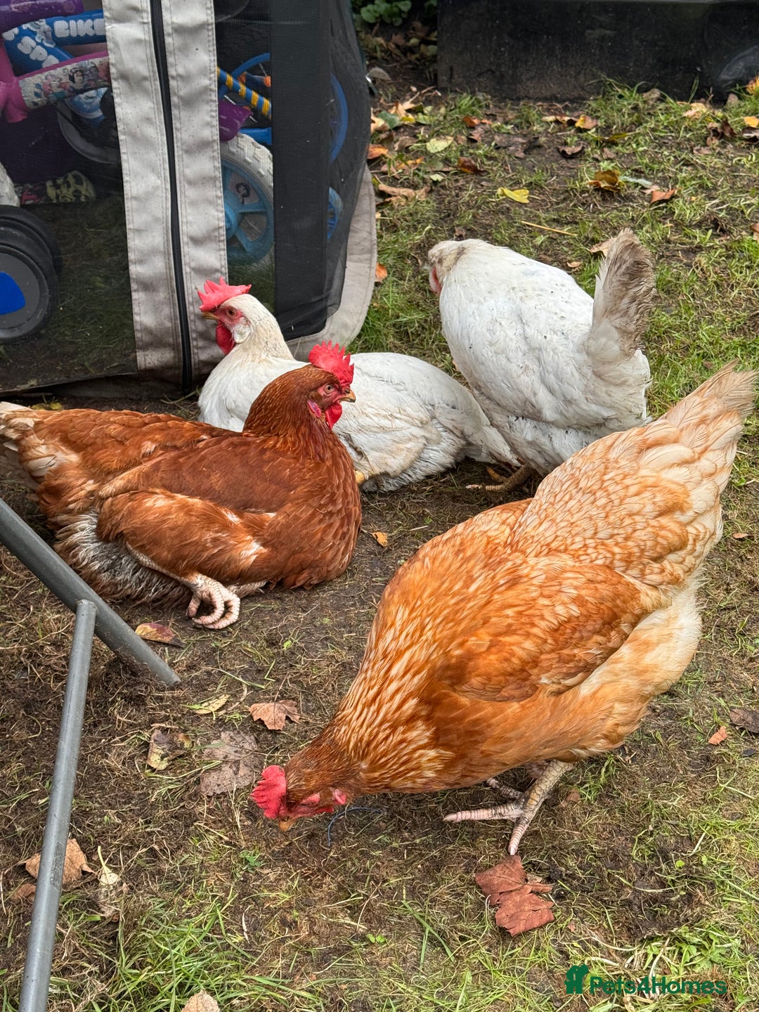 Chickens poultry for sale: x 8 Egg laying chickens  - Image 6