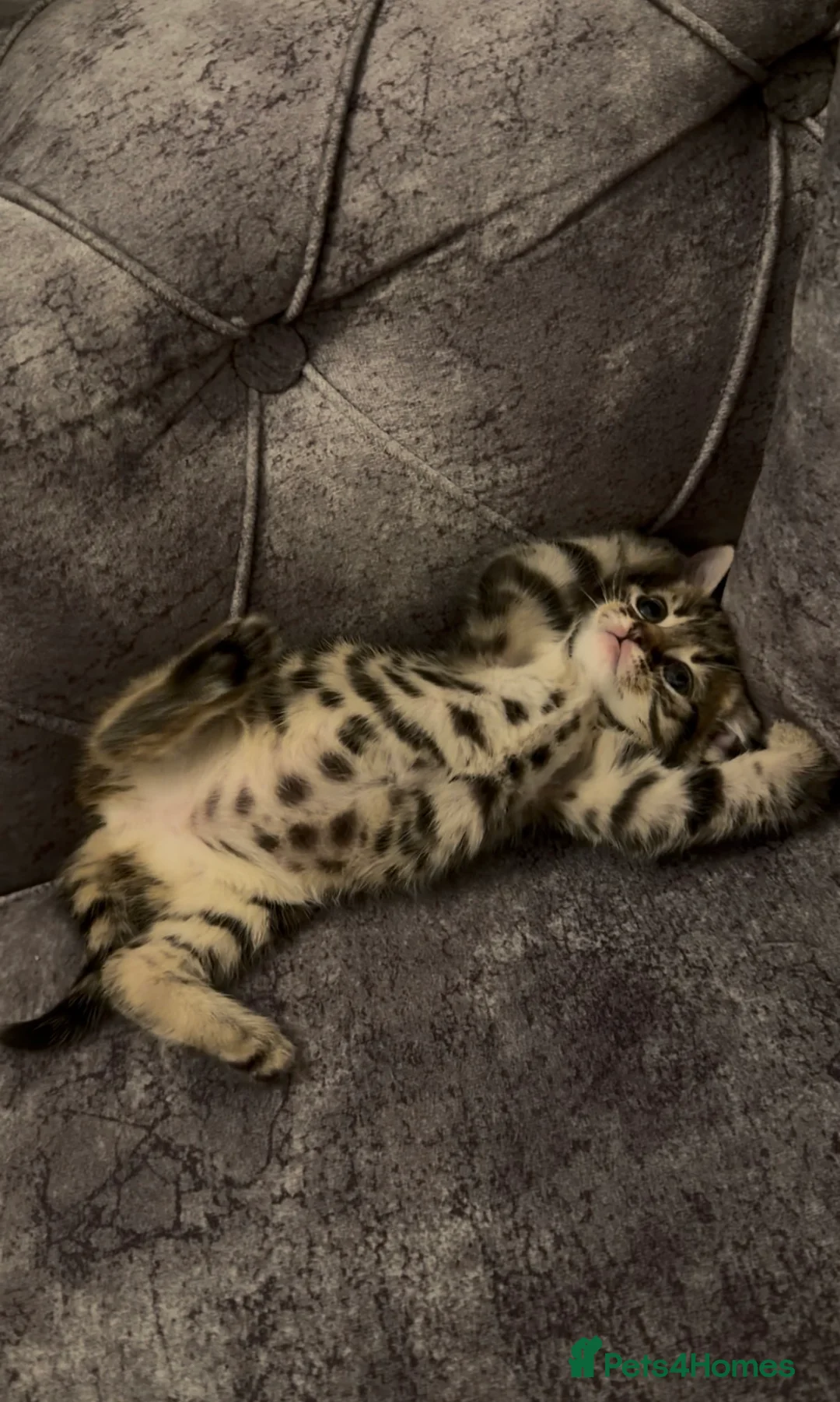 Mixed Breed cats for sale: Female Tabby Kitten - Advert 1