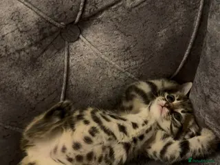 Mixed Breed cats Female Tabby Kitten - Advert 13