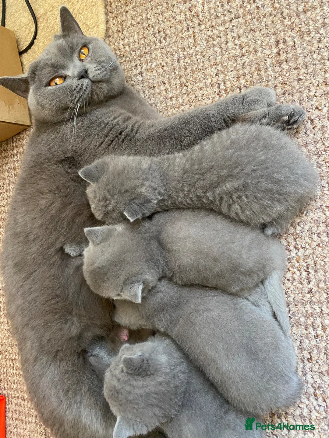 British Shorthair cats for sale:  There are four beautiful British short hair - Advert 2