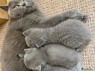 British Shorthair cats There are four beautiful British short hair - Advert 4