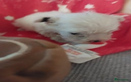 Mixed Breed dogs for sale: Shihtzu jack russel - Advert 5