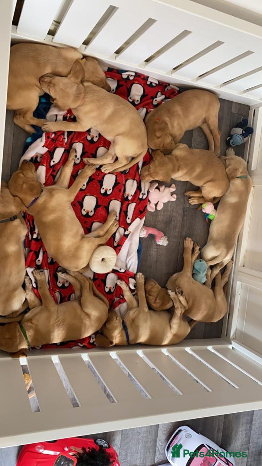 Labrador Retriever dogs for sale: Beautiful Fox Red Litter DUE 18th January  - Advert 8