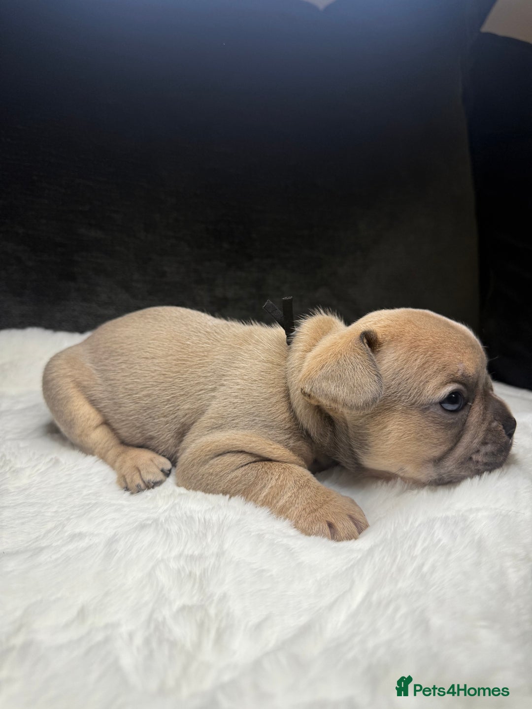 French Bulldog dogs for sale: French Bulldog puppies - Advert 8