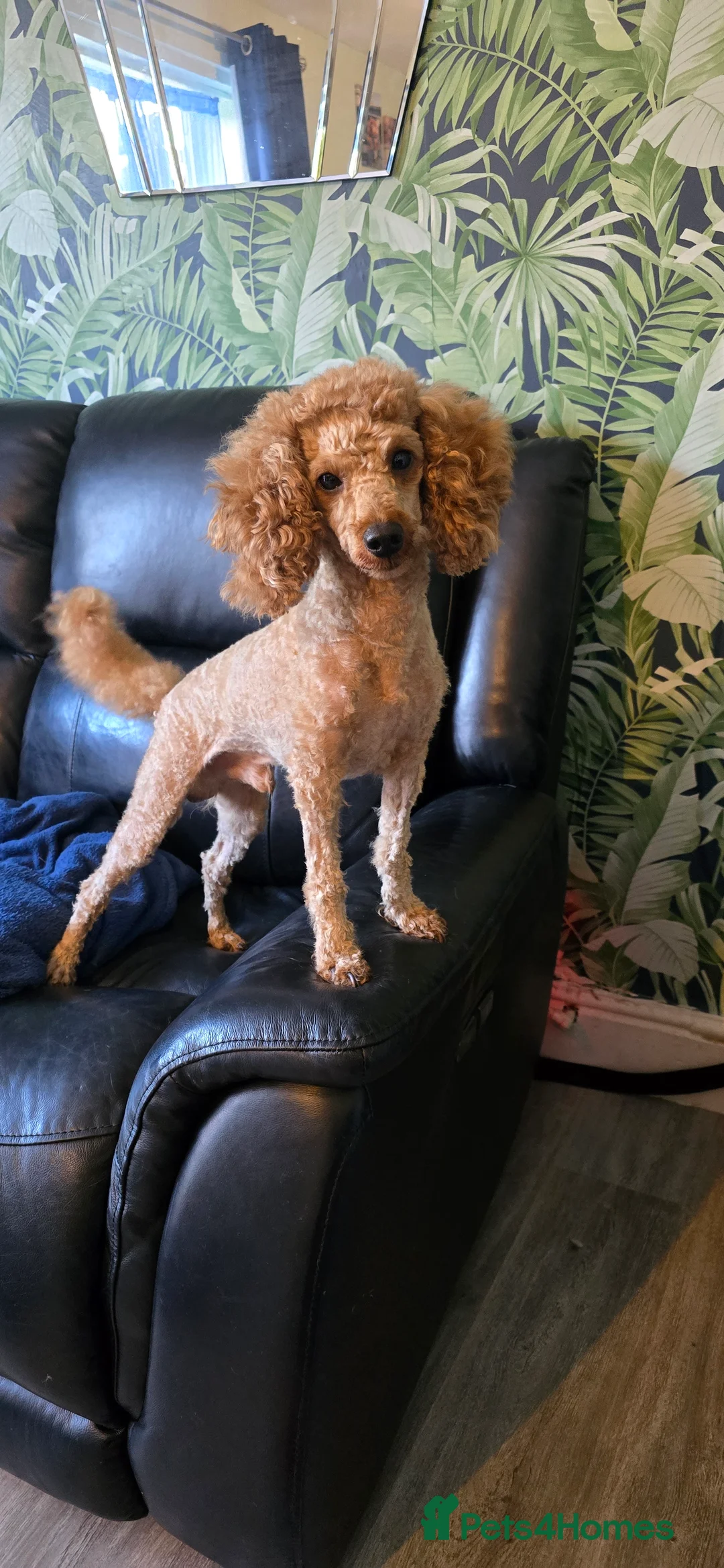 Toy Poodle dogs for stud: toy poodle short notice DNA clear PRA in Nottingham - Advert 7