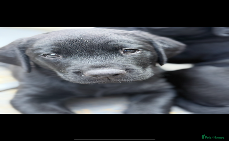 Labrador Retriever dogs - Advert 8