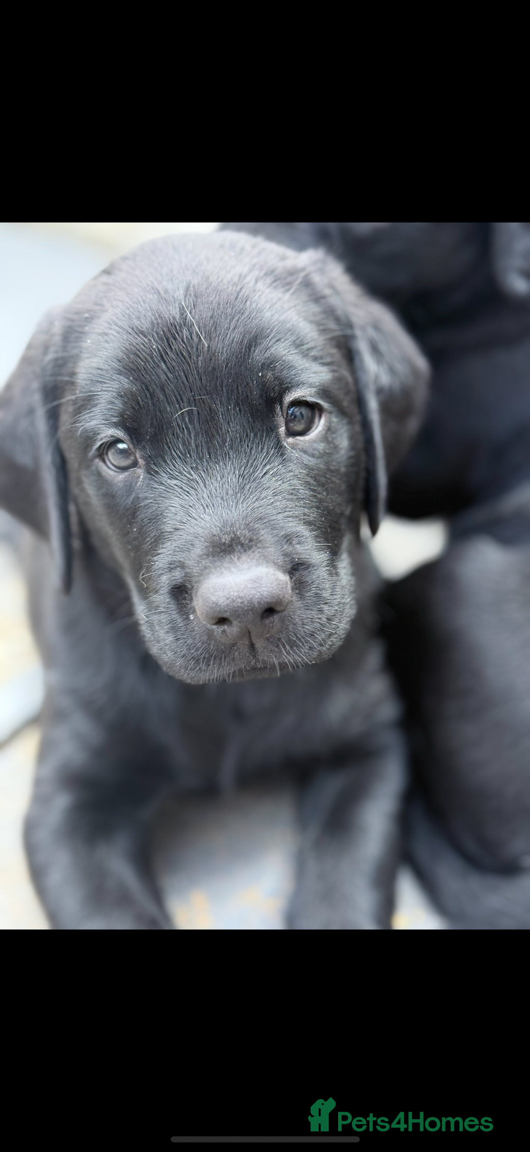 Labrador Retriever dogs for sale: Fantastic KC registered litter from FTCH lines - Image 1