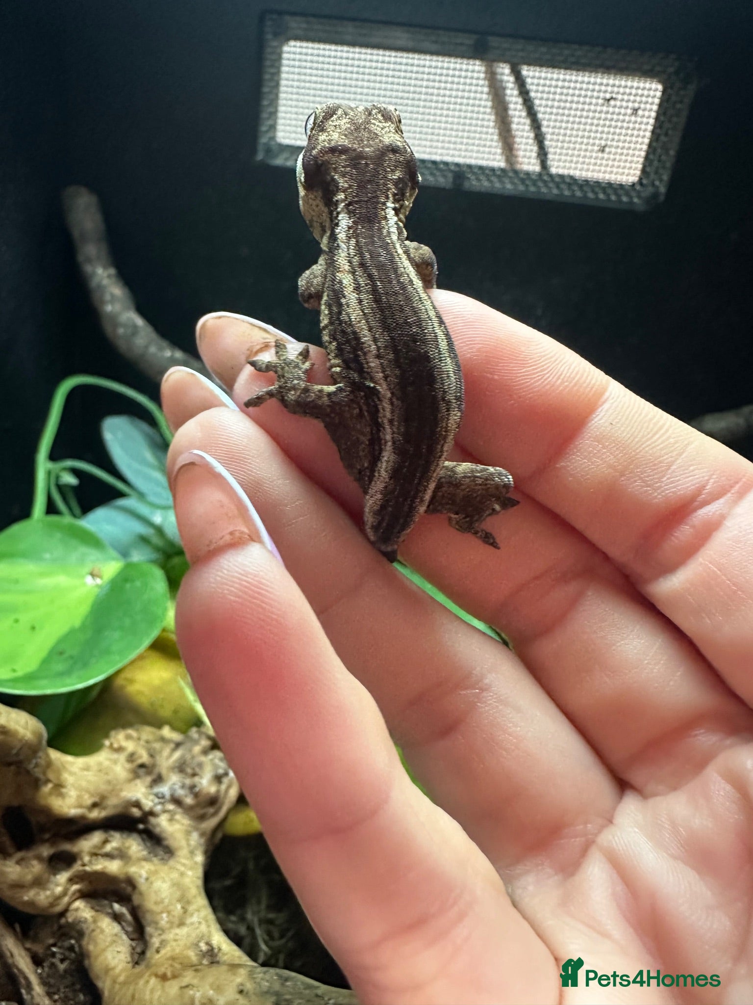 Gecko reptiles Gargoyle, Crested geckos,mourning geckos  - Advert 2