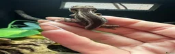 Gecko reptiles for sale: Gargoyle, Crested geckos and mourning geckos  - Advert 5