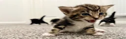 Turkish Angora cats for sale: 1 REMAINING Beautiful TurkishAngora Cross Kittens  - Advert 38